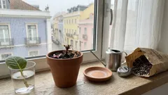 Como cuidar da gloxínia em vaso: luz indireta, rega certa e floração intensa