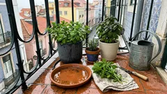 Como criar uma horta medicinal em casa: guia simples para começar sem erros