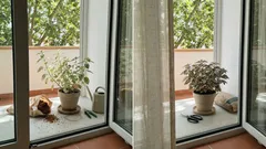 Como cuidar da planta confete para manter as folhas bem coloridas dentro de casa