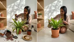 Asplénio: guia simples para cuidar do feto ninho e ter folhas sempre verdes