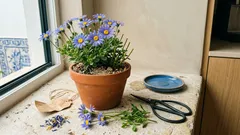 Margarida-azul: como cultivar a Felicia amelloides para florir mais tempo