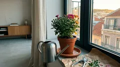 Como cuidar de crisântemos em vaso e ter flores por mais tempo