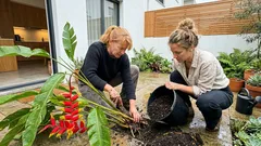 Como cuidar da helicónia no jardim e conseguir uma floração intensa