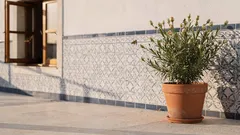 Dama-da-noite: como cultivar e controlar o perfume intenso no jardim ou na varanda