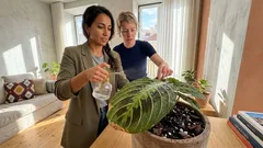 Marantas e calatheas: guia simples para folhas sempre bonitas em casa