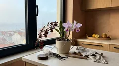 Orquídeas perfumadas: 7 variedades cheirosas para encher a casa de aroma