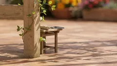 5 trepadeiras floridas para cobrir um pergolado e criar sombra fresca