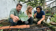 Folhas furadas na horta: como identificar a causa e resolver sem exageros