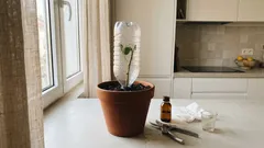 Como fazer uma roseira a partir de uma rosa murcha: guia simples para enraizar por estaca