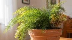 Aspargo-pluma: guia de cuidados para ter a planta sempre verde e fofa