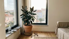 Como cuidar do Ficus elastica em casa: luz, rega e dicas para folhas brilhantes