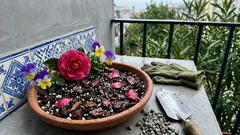 Flores de inverno: 7 espécies resistentes para um jardim florido mesmo com frio