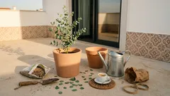 Como plantar eucalipto sem erros: sol, solo e distância segura