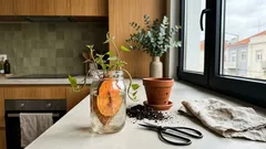 Como cultivar batata-doce ornamental em casa e usar as ramas na decoração