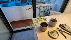 Como cuidar da hera em vaso e mantê-la bonita sem virar selva