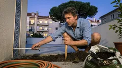 Como plantar um flamboyant no jardim e evitar problemas com raízes e pavimentos