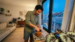 Como cuidar da begónia rex e manter as folhas sempre vibrantes