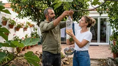 Como fazer uma armadilha caseira para a mosca-da-fruta e salvar a colheita