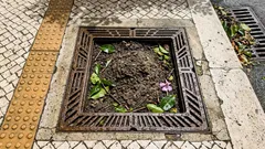 Como escolher a árvore certa para plantar no passeio sem levantar a calçada