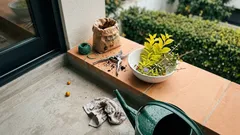 Pingo-de-ouro: guia completo para uma cerca-viva densa e sempre dourada