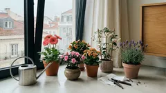 5 plantas de interior que transformam a casa com cor, aroma e pouca manutenção