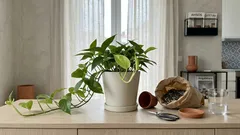 5 plantas de interior que crescem rápido e dão logo outro ar à casa