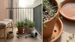 Horta em vaso: as melhores combinações de ervas aromáticas que crescem bem juntas