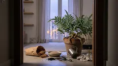 Samambaia-amazonas: guia de cuidados para frondes exuberantes em casa