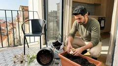 Como cuidar de lírios em vaso: luz, rega e floração ano após ano